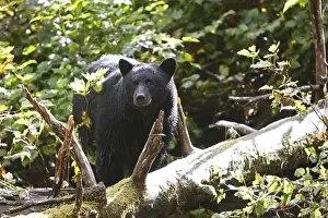 Black Bear - fishing for salmon Princess Royal Island British Columbia