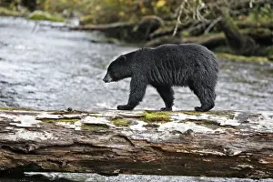 Black Bear - fishing for salmon Princess Royal Island British Columbia
