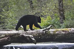 Black Bear - fishing for salmon Princess Royal Island British Columbia