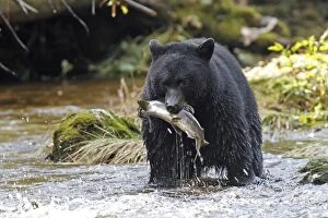 Americanus Gallery: Black bear fishing for salmon in a river