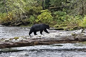 Black bear fishing for salmon in a river