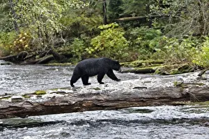 Black bear fishing for salmon in a river Princess Royal Island, British Columbia, Canada