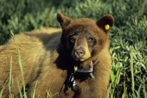 Black Bear (in cinnamon color phase) equiped with ear tags and radio collar for research purposes