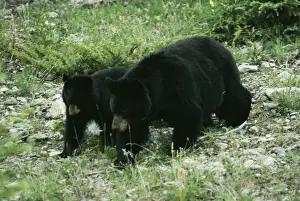 Black Bear JD 5051 Adult & young, Canada. Ursus americanus &copy; John Daniels / ARDEA LONDON