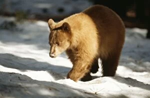Images Dated 1st September 2004: Black Bear (Light brown colouring)