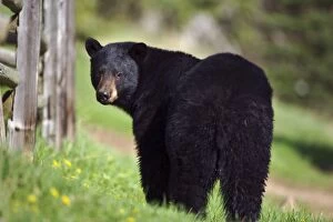 Black Bear - looking back, while walking along