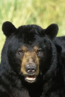Black Bear - Male or boar