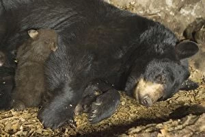 Images Dated 5th March 2007: Black Bear - mother and 7 week old cub(s) in den -*controlled conditions