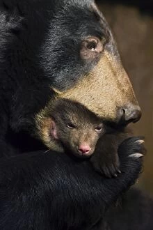Images Dated 7th March 2007: Black Bear - mother carrying 7 week old cub by mouth - *Controlled conditions