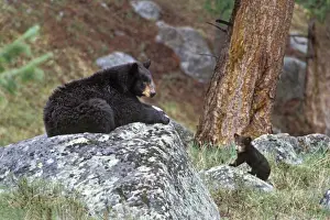 Black Bears Prints: BLACK BEAR - mother with young cub. Wyoming - Western U. S. May. MA1939