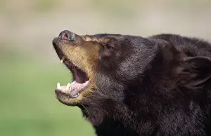 Jaws Prints: Black Bear North America