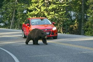 Images Dated 12th June 2013: Black Bear - on road with traffic - Dunraven Pass