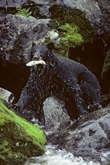 Black bear - with salmon, in summer