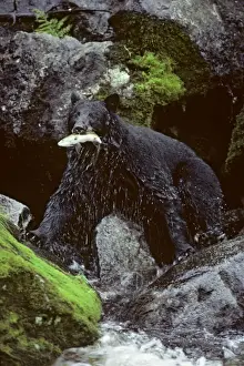 Omnivores Prints: Black bear - with salmon, in summer. Southeast Alaska MA44