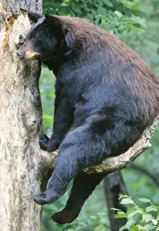 Balancing Prints: Black Bear - sitting on branch up tree, Summer Minnesota USA