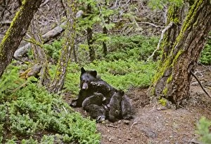 Black Bear sow nursing young cubs