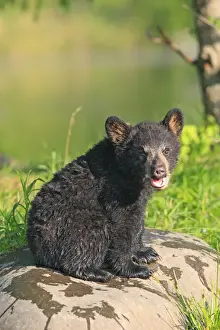 Black Bear - Spring cub 4 months old. Minnesota - USA