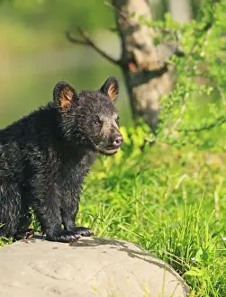 Black Bear - Spring cub 4 months old. Minnesota - USA