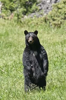 Americanus Gallery: Black Bear - standing up on hillside