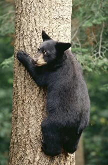 Images Dated 13th January 2011: Black Bear TOM 437 Older cub, Minnesota, USA. Ursus americanus © Tom & Pat Leeson / ARDEA LONDON