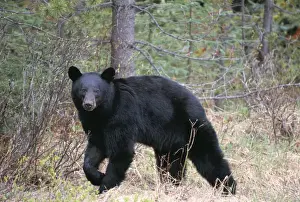 Scavenger Prints: Black Bear TOM 85 Walking, side view - Banff National Park