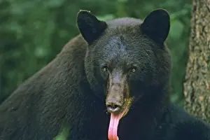 Vertical Prints: Black Bear- with tongue sticking out. Minnesota, North America MA1877