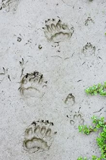 Black Bear - tracks with Coyote (Canis latrans)