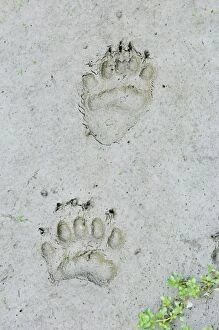 Images Dated 2nd July 2008: Black Bear tracks in mud along pond edge - summer