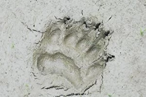 Black Bear - tracks in mud along pond edge - summer