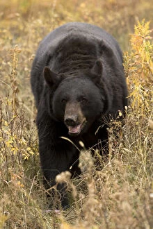 Americanus Gallery: Black Bear, Ursus americanus, walking in