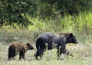 Black Bear - Walking with cub following behind