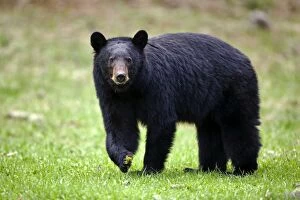 Black Bear - walking in meadow