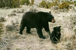 Protection Prints: Black Bear WAT 4181 Parent & young Ursus americanus © M. Watson / ARDEA LONDON