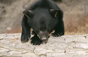 Scavenger Prints: Black Bear WAT 4199 Cub three months old Ursus americanus © M. Watson / ARDEA LONDON