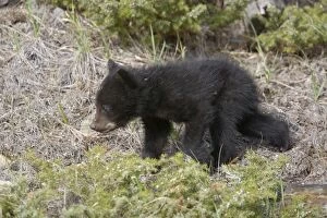 Images Dated 7th June 2009: Black Bear - young cub