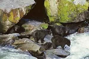 Predation Prints: Black Bears - fishing for salmon along West Coast salmon stream. MA195