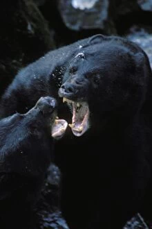 Images Dated 28th September 2004: Black Bears (Ursus americanus) fighting--mostly snapping jaws and growling--over fishing spot