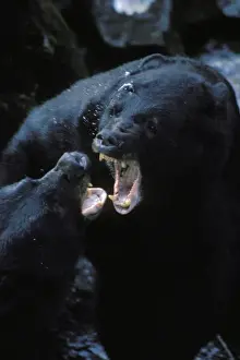 Attacking Prints: Black Bears (Ursus americanus) fighting--mostly snapping jaws and growling--over fishing spot