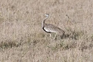 Bustards Prints: Black Bellied Bustard - Maasai Mara North Reserve Kenya