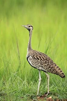 Images Dated 14th February 2007: Black-bellied Bustard Selous Game Reserve, Tanzania