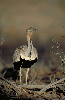 Images Dated 25th September 2004: Black-Bellied Bustard. - Walking through dry bush. Showing black belly