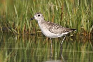 Images Dated 31st March 2005: Black-bellied Plover