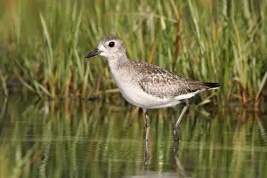 Pluvialis Prints: Black-bellied Plover
