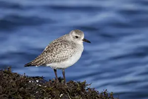Black-bellied Plover - winter plumage - Barnegat Light - NJ - USA
