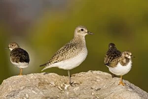 Images Dated 12th November 2008: Black-bellied Plover - in winter plumage with Ruddy Turnstones