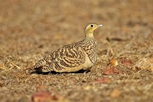 Images Dated 12th March 2015: Black-bellied Sandgrouse adult female