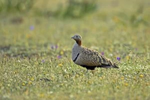 Images Dated 26th July 2007: Black Bellied Sandgrouse Extremadura Spain BI009565
