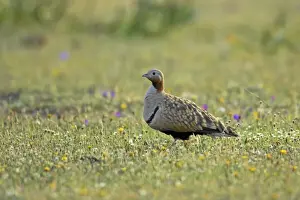 Black Bellied Sandgrouse Extremadura Spain BI009565