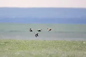 Black-bellied Sandgrouse - in flight - April - Extremadura - Spain