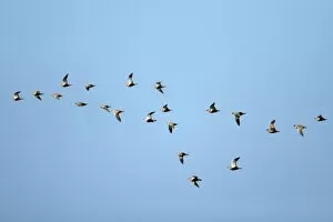 Black-Bellied Sandgrouse - flock in flight